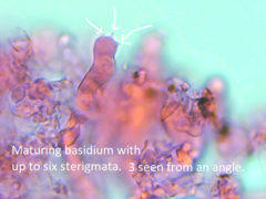 Botryobasidium vagum