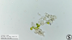 Chlorella