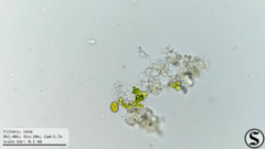 Chlorella