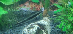 Crossocheilus oblongus