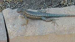Sceloporus occidentalis