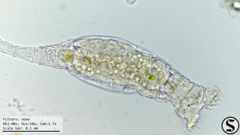 Chlorella