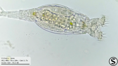 Chlorella