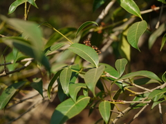 Olea dioica