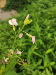 Dontostemon dentatus