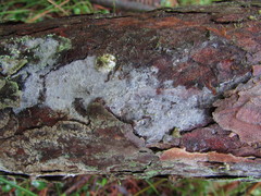 Botryobasidium vagum