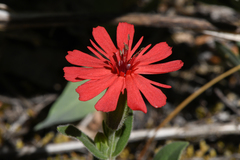 Silene serpentinicola