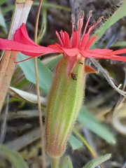 Silene serpentinicola