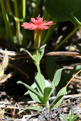 Silene serpentinicola