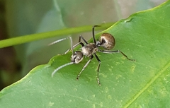 Polyrhachis illaudata