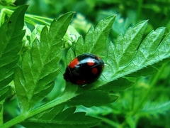 Adalia bipunctata