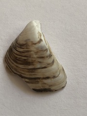 Dreissena polymorpha