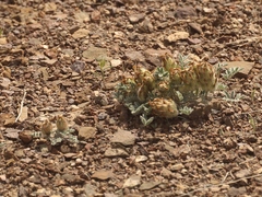 Astragalus arkalycensis