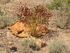 Rheum tataricum