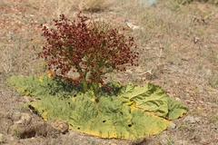 Rheum tataricum