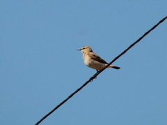 Oenanthe isabellina