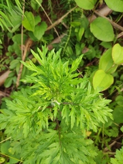 Artemisia argyi