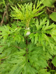 Artemisia argyi