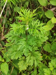 Artemisia argyi
