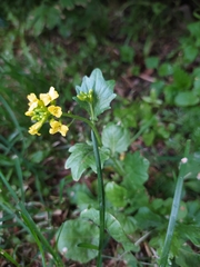 Barbarea vulgaris