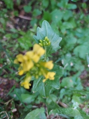 Barbarea vulgaris
