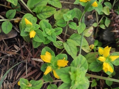 Lysimachia congestiflora
