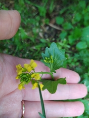 Barbarea vulgaris
