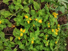 Lysimachia congestiflora