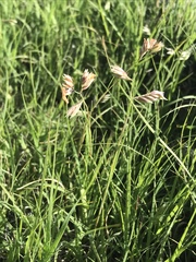 Bouteloua dactyloides