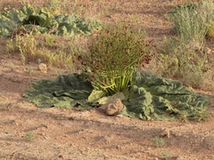 Rheum tataricum