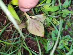 Lysimachia christinae