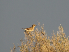 Oenanthe isabellina