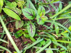 Lysimachia christinae