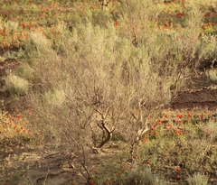 Haloxylon ammodendron