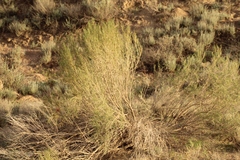 Haloxylon ammodendron