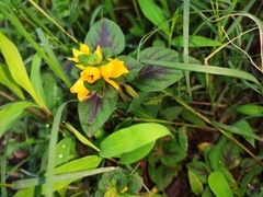 Lysimachia christinae