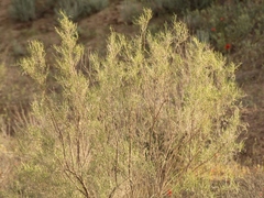 Haloxylon ammodendron