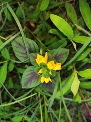 Lysimachia christinae