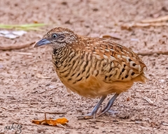 Barred Buttonquail photo 3