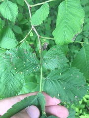 Acalitus brevitarsus