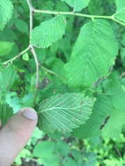 Acalitus brevitarsus