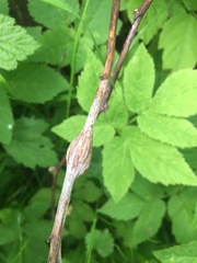 Lasioptera rubi