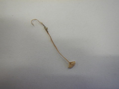 Strobilurus conigenoides