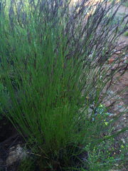 Restio sieberi