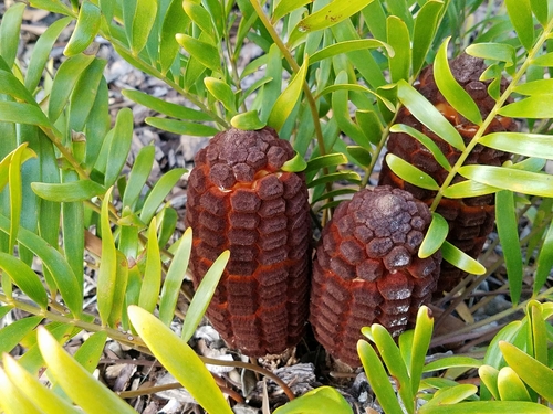 Coontie