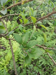 Ilex asprella
