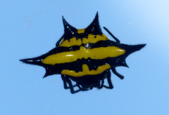 Gasteracantha rhomboidea