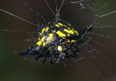 Gasteracantha rhomboidea