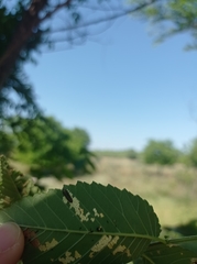 Xanthogaleruca luteola