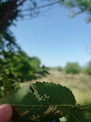 Xanthogaleruca luteola